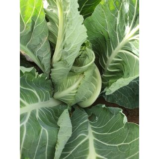 Compra COLIFLOR CANCARIX F1 Calibrada (2.500 Semillas) en la tienda online Fito Agrícola