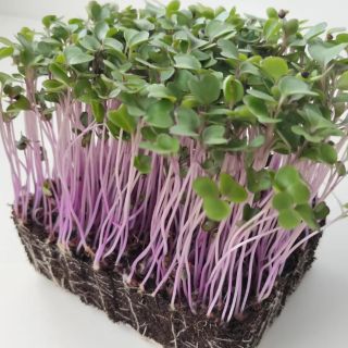 Compra COLIRRÁBANO ROSA MICROGREENS (5 Kgr.) en la tienda online Fito Agrícola