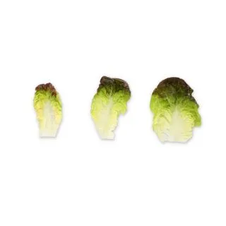 Compra LECHUGA CORAINE RZ Pildorada (5.000 Semillas) en la tienda online Fito Agrícola