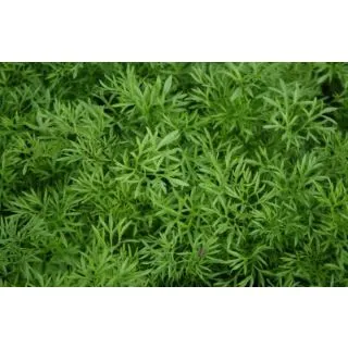 Compra CILANTRO CONFETTI Sin Tratar (10.000 Semillas) en la tienda online Fito Agrícola