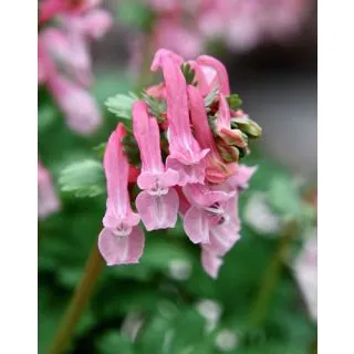 Compra CORYDALIS BETH EVANS (100 Unid.). en la tienda online Fito Agrícola