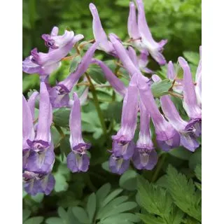 Compra CORYDALIS PURPLE BIRD (100 Unid.). en la tienda online Fito Agrícola