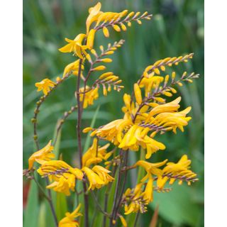 Compra CROCOSMIA GEORGE DAVISON (100 Unid.). en la tienda online Fito Agrícola