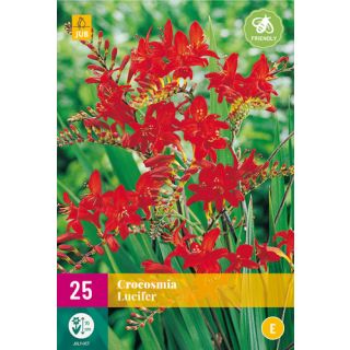 Compra CROCOSMIA LUCIFER XXL en la tienda online Fito Agrícola