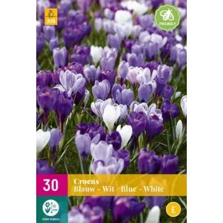 Compra CROCUS BLUE WHITE MIX XXL en la tienda online Fito Agrícola