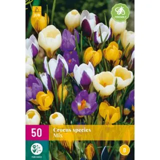 Compra CROCUS SPECIES MIX XXL en la tienda online Fito Agrícola