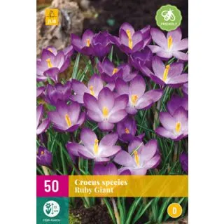 Compra CROCUS RUBY GIANT XXL en la tienda online Fito Agrícola