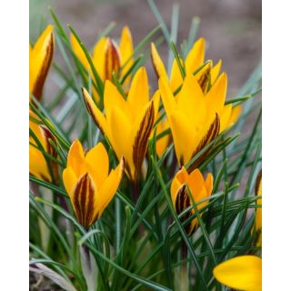 Compra CROCUS ANGUSTIFOLIUS (100 Unid.). en la tienda online Fito Agrícola