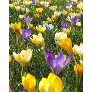 Compra CROCUS SPECIES MIX (100 Unid.). en la tienda online Fito Agrícola
