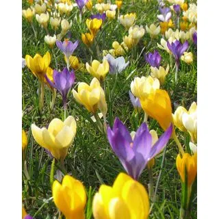 Compra CROCUS SPECIES MIX (100 Unid.). en la tienda online Fito Agrícola