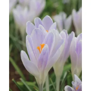 Compra CROCUS CANDLELIGHT (100 Unid.). en la tienda online Fito Agrícola