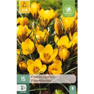Compra CROCUS FUSCOTINCTUS en la tienda online Fito Agrícola