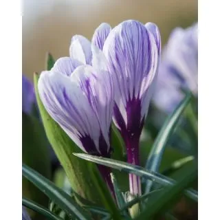 Compra CROCUS PICKWICK (100 Unid.). en la tienda online Fito Agrícola