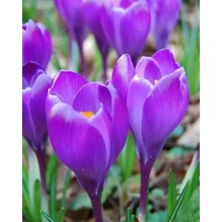 Compra CROCUS REMEMBRANCE (100 Unid.). en la tienda online Fito Agrícola