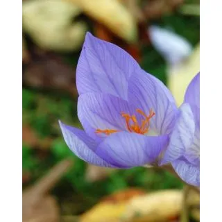 Compra CROCUS SATIVUS (100 Unid.). en la tienda online Fito Agrícola