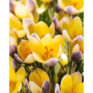 Compra CROCUS ADVANCE (100 Unid.). en la tienda online Fito Agrícola