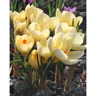 Compra CROCUS CREAM BEAUTY (100 Unid.). en la tienda online Fito Agrícola