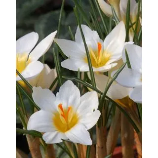 Compra CROCUS SNOWBUNTING (100 Unid.). en la tienda online Fito Agrícola