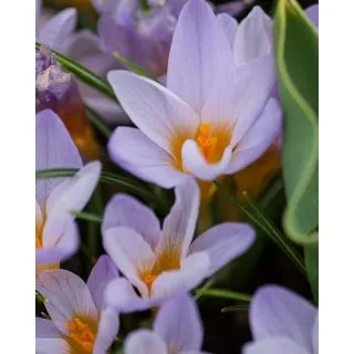 Compra CROCUS ETRUSCUS ROSALIND (100 Unid.). en la tienda online Fito Agrícola