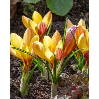 Compra CROCUS FUSCOTINCTUS (100 Unid.). en la tienda online Fito Agrícola