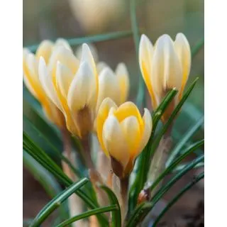 Compra CROCUS ROMANCE (100 Unid.). en la tienda online Fito Agrícola