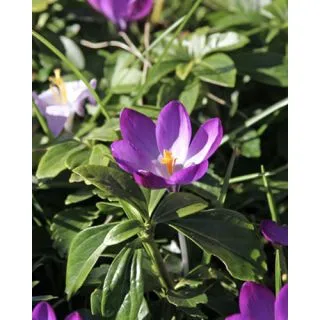 Compra CROCUS RUBY GIANT (100 Unid.). en la tienda online Fito Agrícola