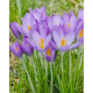 Compra CROCUS WHITEWELL PURPLE (100 Unid.). en la tienda online Fito Agrícola