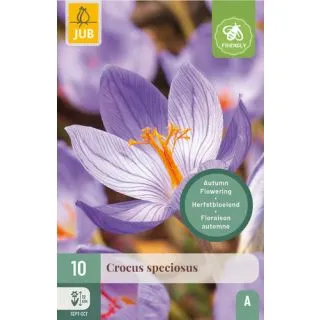Compra CROCUS SPECIOSUS en la tienda online Fito Agrícola