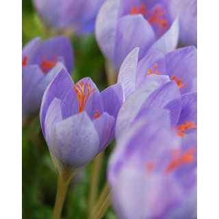 Compra CROCUS SPECIOSUS (100 Unid.). en la tienda online Fito Agrícola
