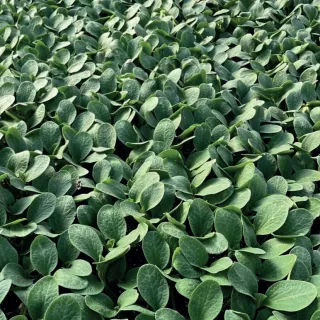 Compra CALABAZA RS 841 (1.000 Semillas). en la tienda online Fito Agrícola