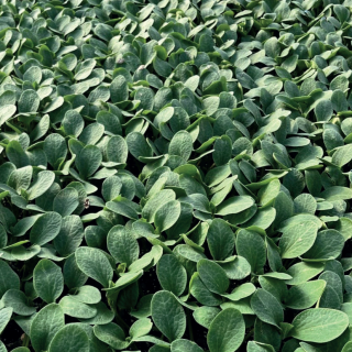 Compra CALABAZA CARTER F1 (1.000 Semillas). en la tienda online Fito Agrícola