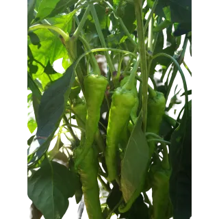 Compra PIMIENTO CUERNO CABRA DE CHIPIONA M11 en la tienda online Fito Agrícola