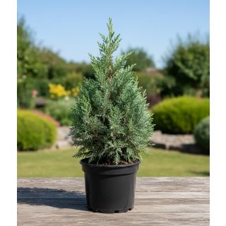 Compra CIPRÉS ARIZONICA en la tienda online Fito Agrícola