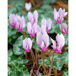 Compra CYCLAMEN HEDERIFOLIUM (25 Unid.). en la tienda online Fito Agrícola