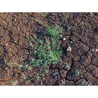 Compra CYNODON DACTYLON COMÚN (5 Kgr.) en la tienda online Fito Agrícola