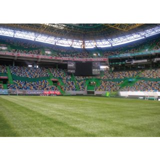 Compra CYNODON DACTYLON MEDPRO SLT Pildorado (10 Kgr.). en la tienda online Fito Agrícola