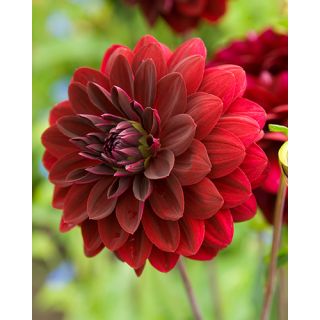 Compra DALIA ARABIAN NIGTH (10 Unid.). en la tienda online Fito Agrícola