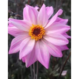 Compra DALIA BISHOP OF LEICESTER (10 Unid.). en la tienda online Fito Agrícola