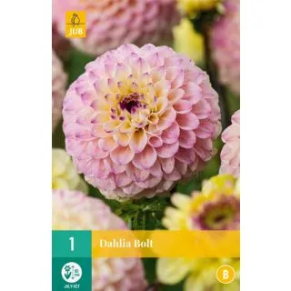 Compra DALIA BOLT en la tienda online Fito Agrícola