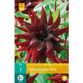 Compra DALIA BRIGITTA ALIDA en la tienda online Fito Agrícola