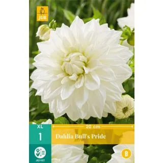 Compra DALIA BULLS PRIDE en la tienda online Fito Agrícola