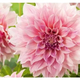 Compra DALIA CAFÉ AU LAIT ROYAL (10 Unid.). en la tienda online Fito Agrícola