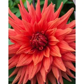 Compra DALIA COLOR SPECTACLE (10 Unid.). en la tienda online Fito Agrícola