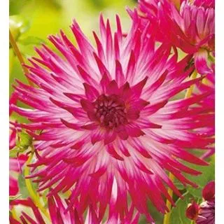 Compra DALIA DUTCH EXPLOSION (10 Unid.). en la tienda online Fito Agrícola