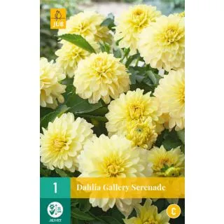 Compra DALIA SERENADE® en la tienda online Fito Agrícola