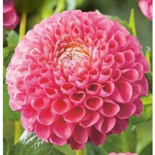 Compra DALIA JOWEY FRAMBO (10 Unid.). en la tienda online Fito Agrícola