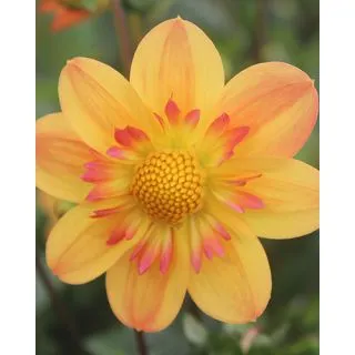 Compra DALIA KELSEY ANNE JOY (10 Unid.) en la tienda online Fito Agrícola