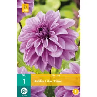 Compra DALIA LILAC TIME en la tienda online Fito Agrícola