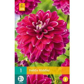 Compra DALIA MALDINI en la tienda online Fito Agrícola