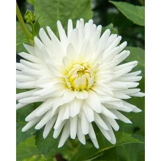 Compra DALIA MY LOVE (10 Unid.). en la tienda online Fito Agrícola